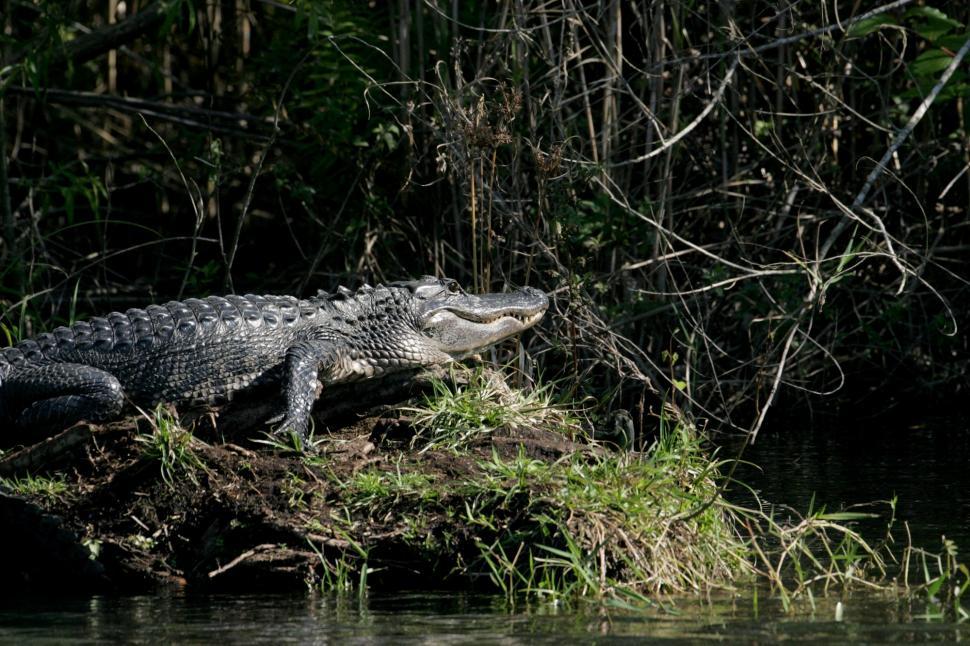 Free Image of Large Alligator Perched on Tree Branch 