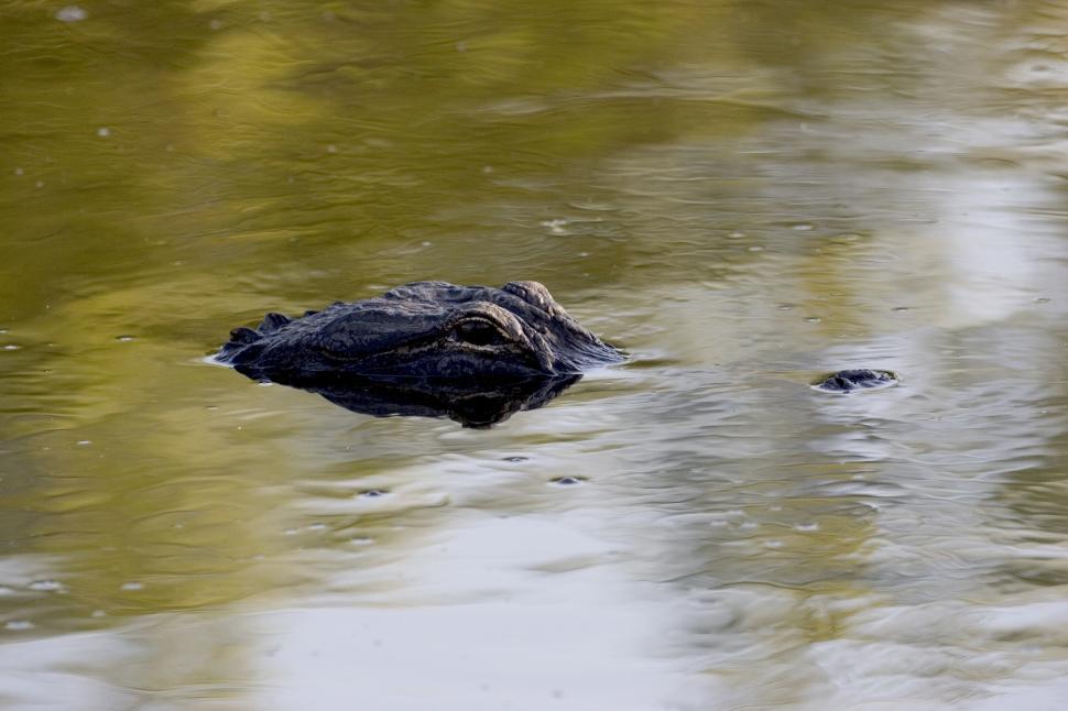 Free Image of Alligator Swimming in Water 
