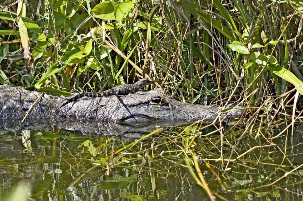 Free Image of Large Alligator Floating in the Water 