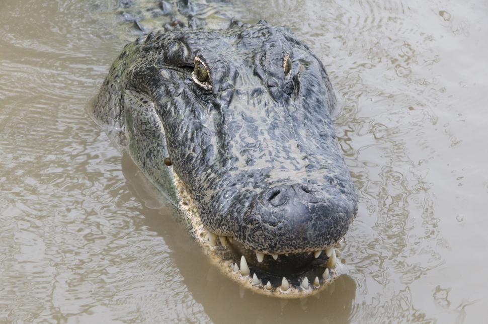 Free Image of Large Alligator Swimming in Water 