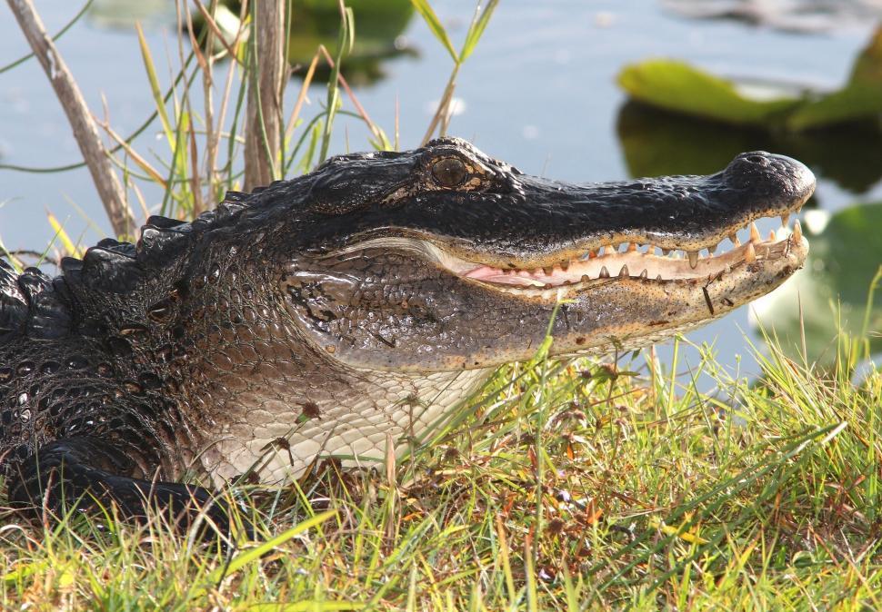 Free Image of Large Alligator Resting on Lush Green Field 