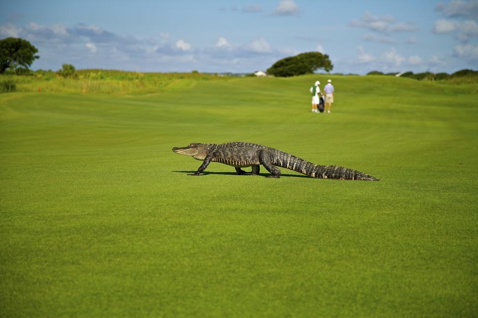 Free Image of Large Alligator Walking Across Lush Green Field 