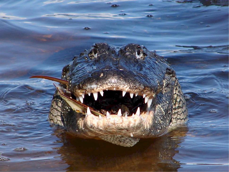 Free Image of Large Alligator With Mouth Open in Water 