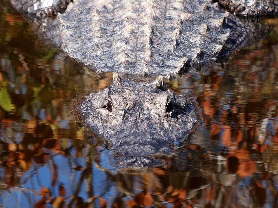 Free Image of Alligator Reflection in Water 