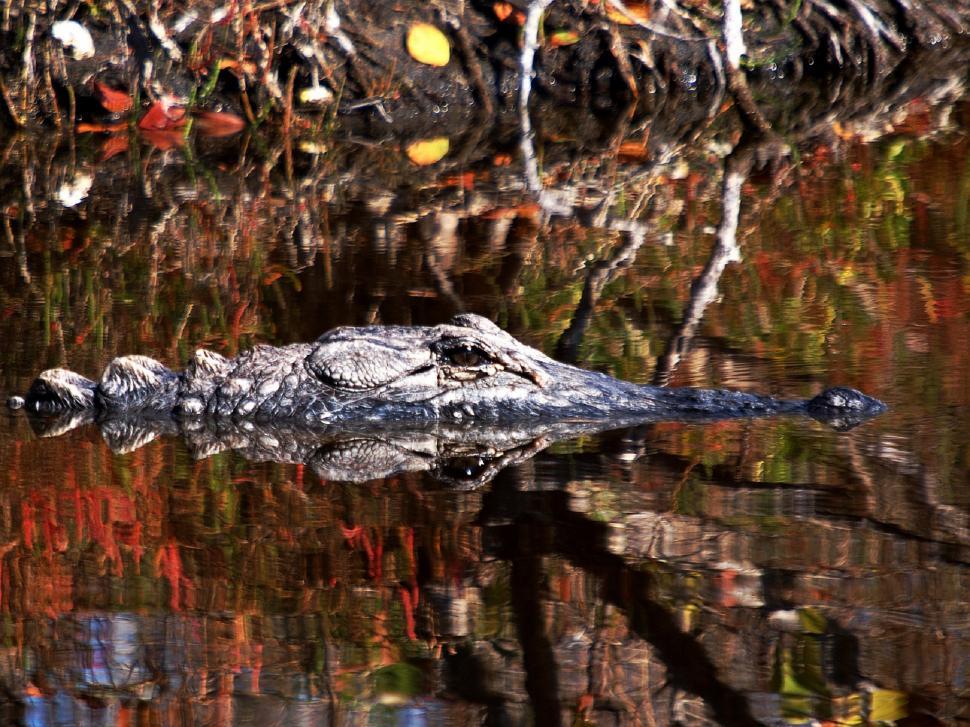 Free Image of Large Alligator Swimming in Body of Water 