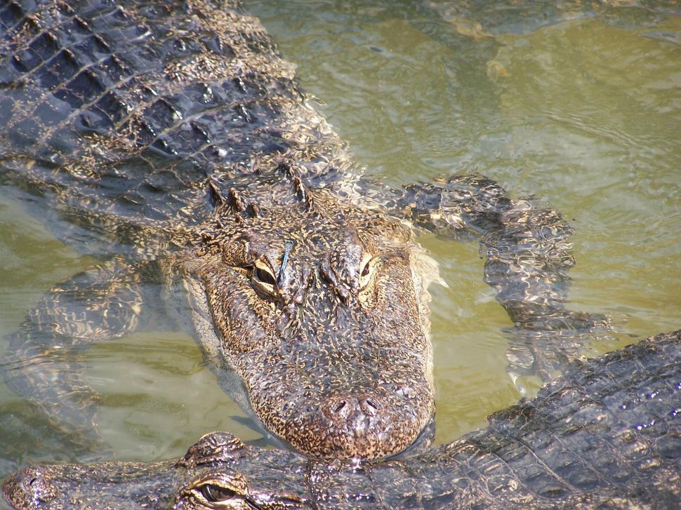 Free Image of Two Alligators Swimming in Body of Water 