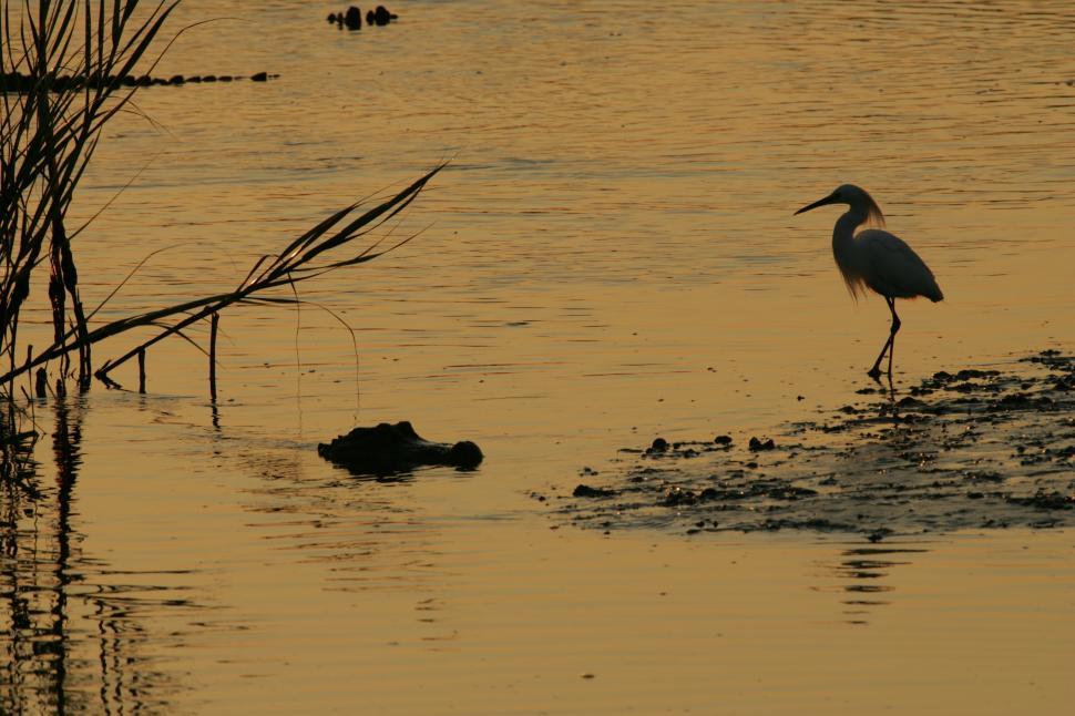 Free Image of Bird Standing on Shore of Body of Water 