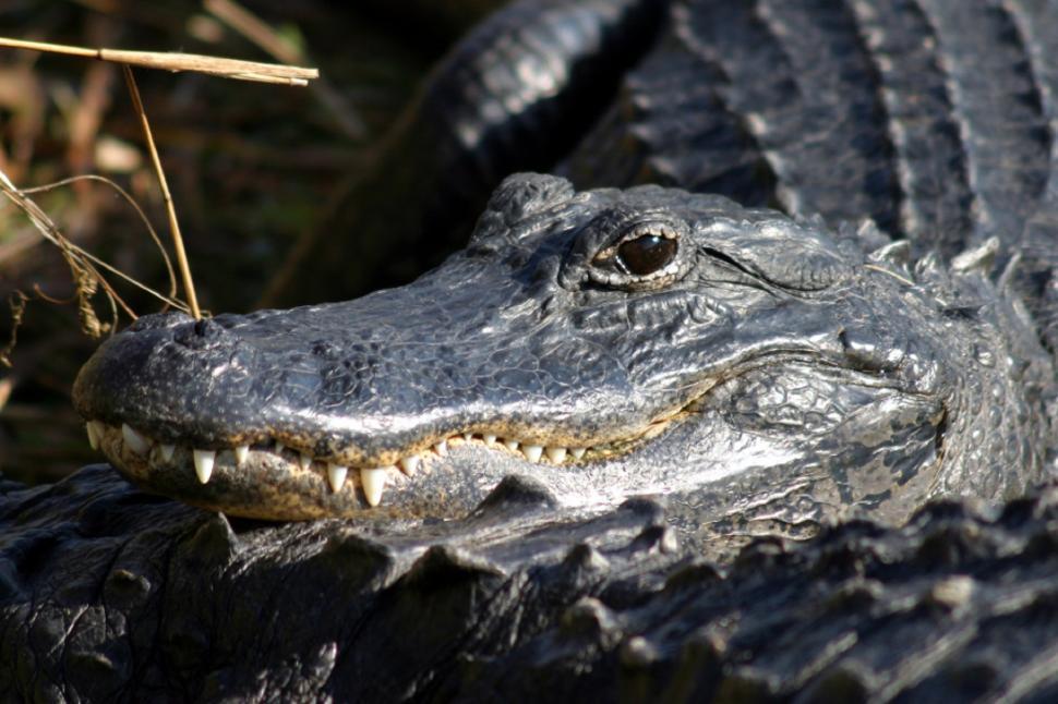 Free Image of Close Up of Alligator Holding Stick in Mouth 