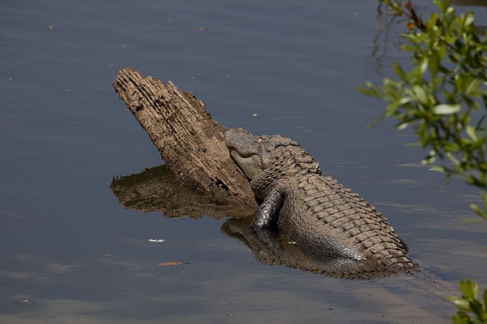 Free Image of Large Alligator Floating in Body of Water 