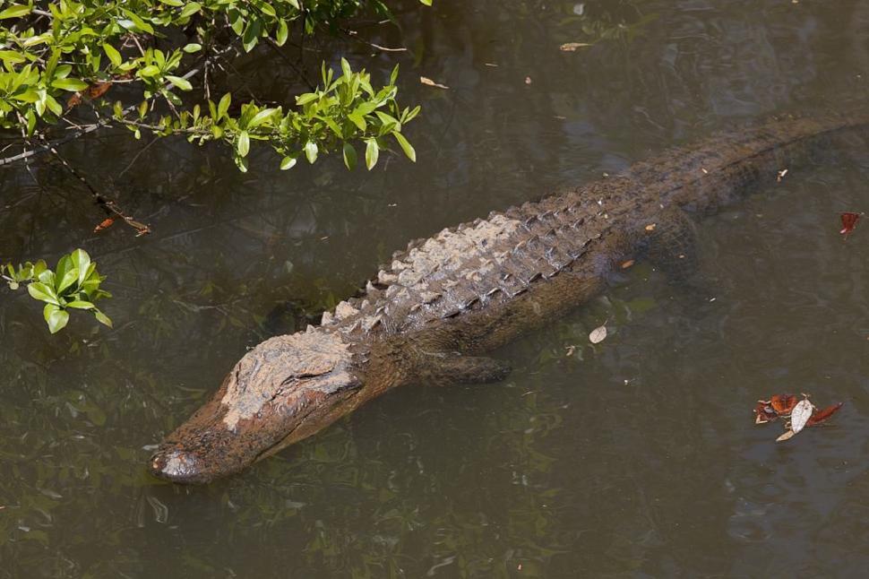 Free Image of Large Alligator Swimming in Body of Water 