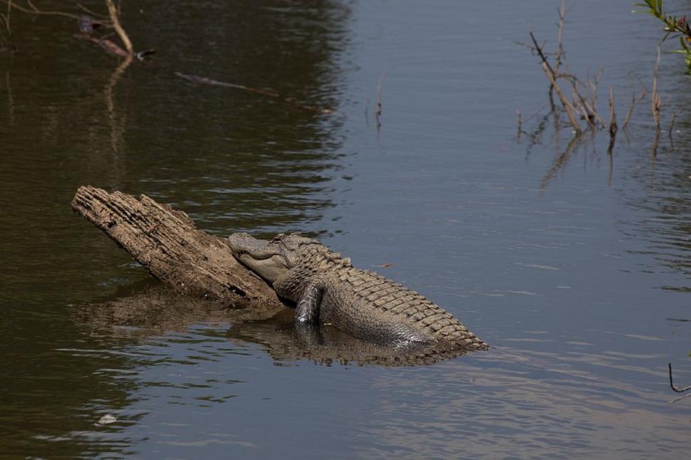 Free Image of Large Alligator Floating in Water 