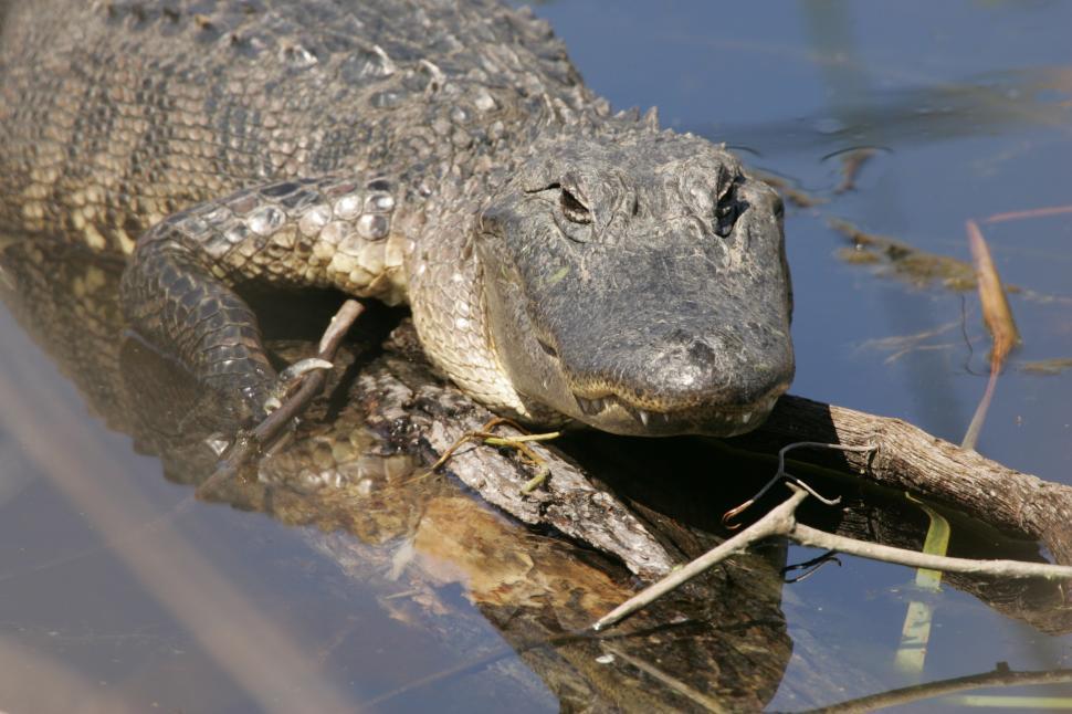 Free Image of Alligator Resting on Branch in Water 