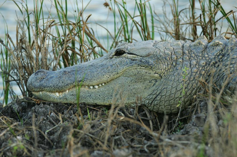 Free Image of Alligator Laying in Grass by Water 