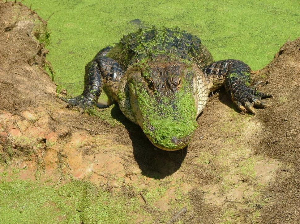 Free Image of Large Alligator Resting on Green Patch of Dirt 
