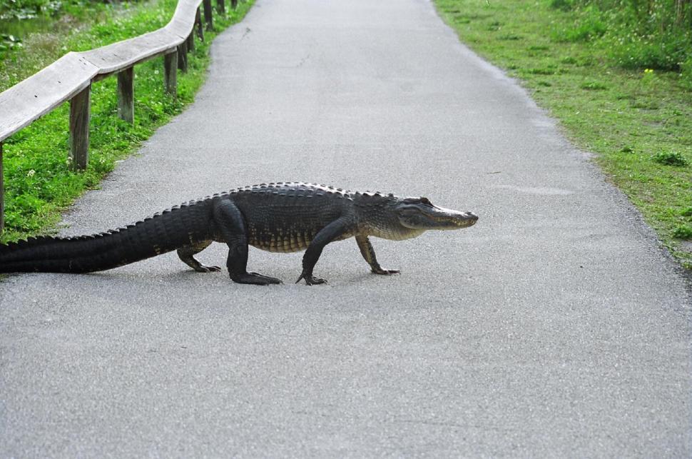 Free Image of Large Alligator Walking Across Paved Road 