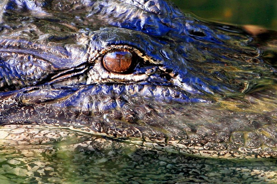 Free Image of Close Up of an Alligators Eye and Head 