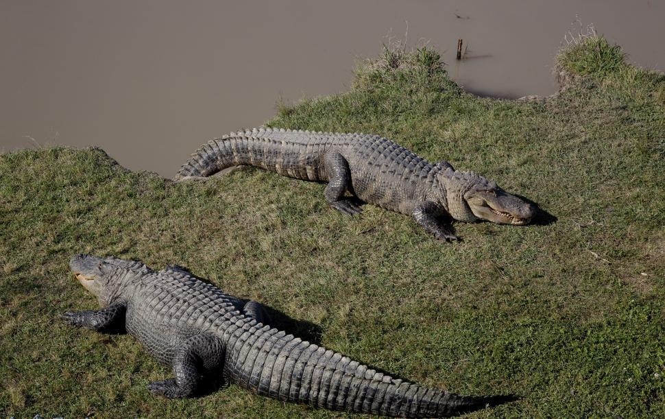 Free Image of Two Alligators Resting by Water 