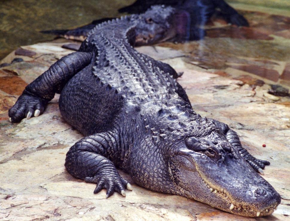 Free Image of Large Alligator Resting on Top of Rock 