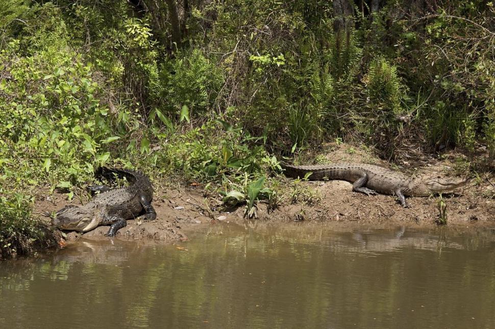 Free Image of Two Alligators Resting on River Bank 