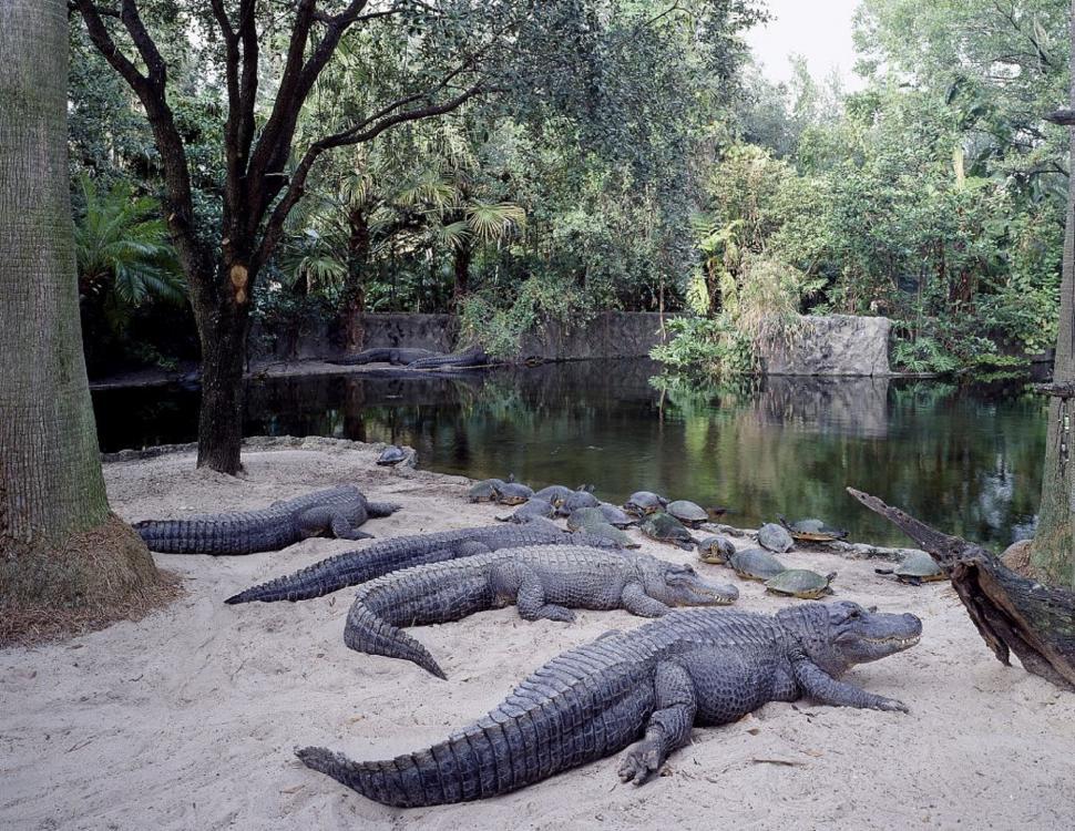 Free Image of Group of Alligators Resting on Sand 