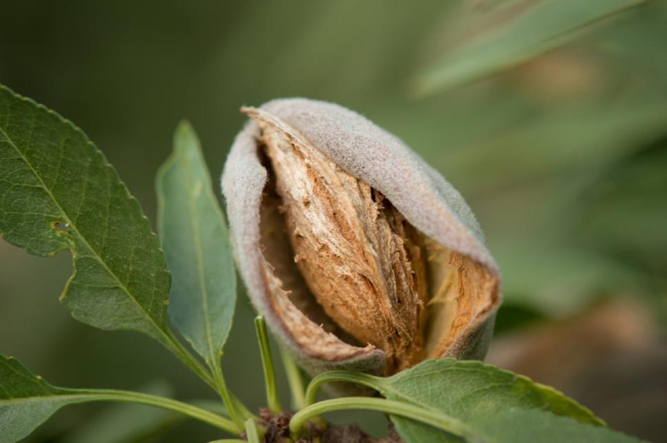 Free Image of Close Up of a Nut on a Tree Branch 