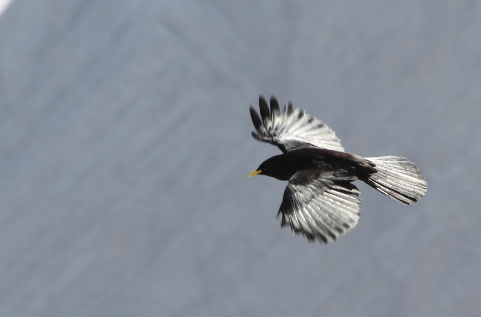 Free Image of Black and White Bird Flying in the Sky 
