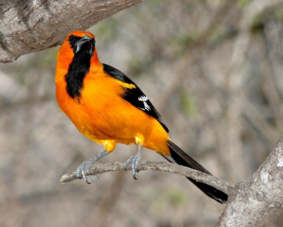 Free Image of Yellow and Black Bird Perched on Tree Branch 