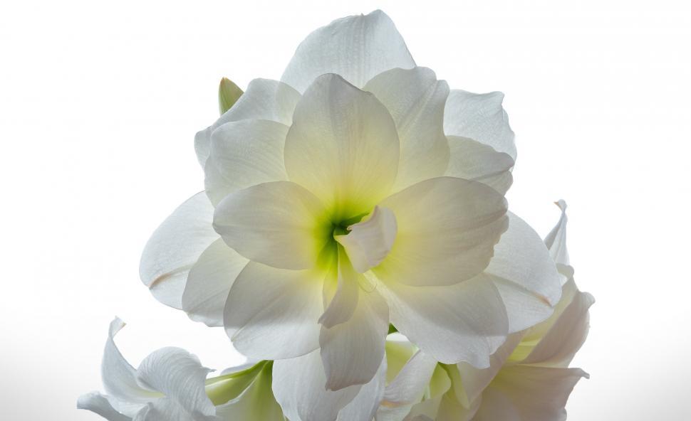 Free Image of Close Up of White Flower on White Background 