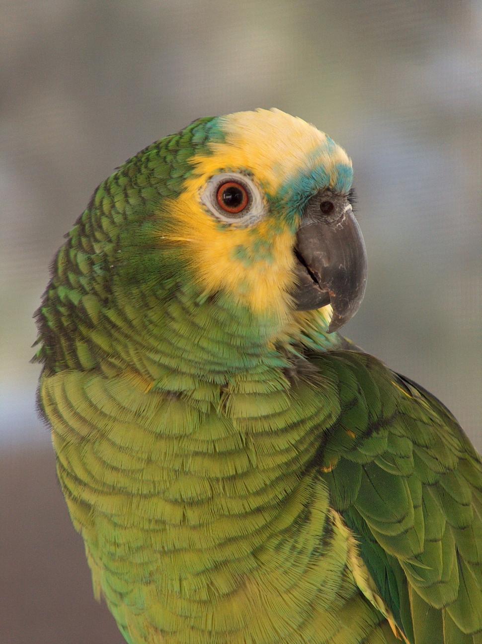 Free Image of Close Up of a Green and Yellow Parrot 