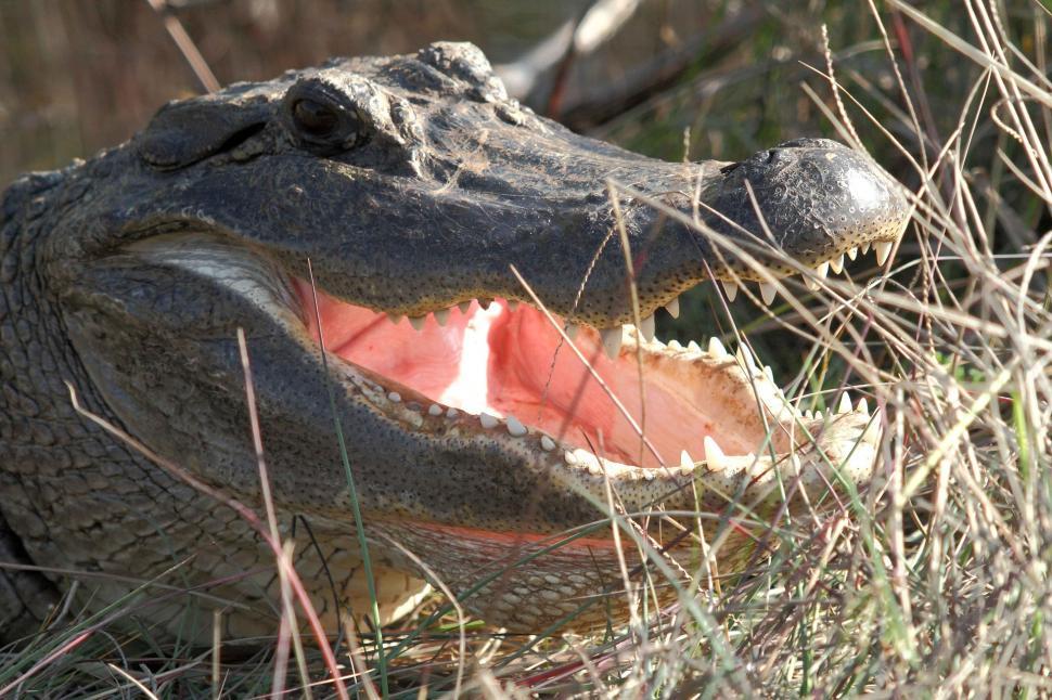 Free Image of Large Alligator With Mouth Open in Grass 