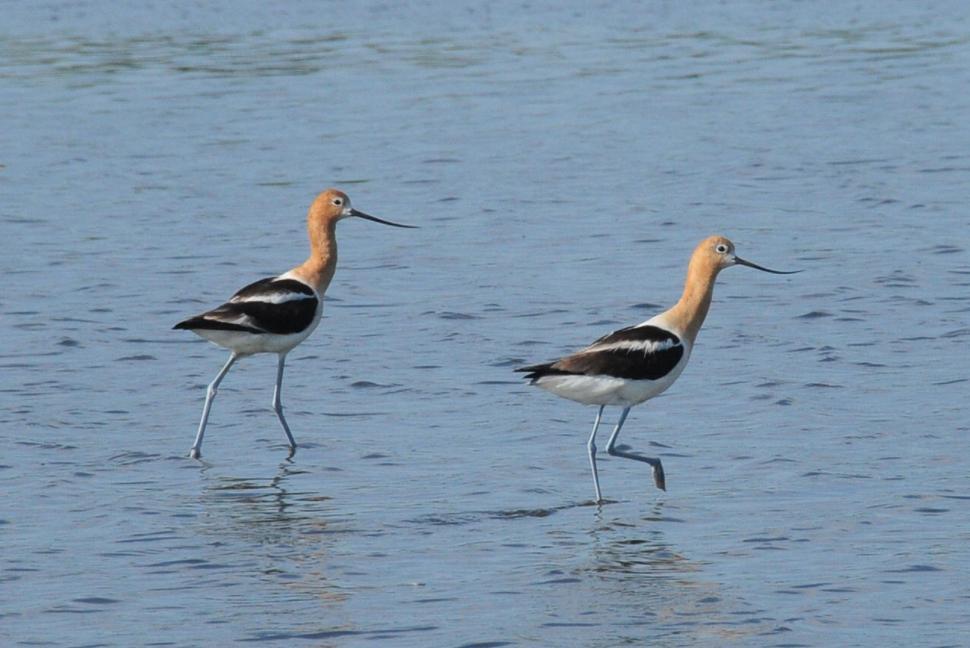 Free Image of Birds Standing in Water 
