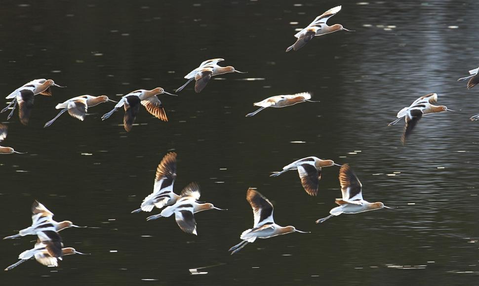 Free Image of Flock of Birds Flying Over Body of Water 
