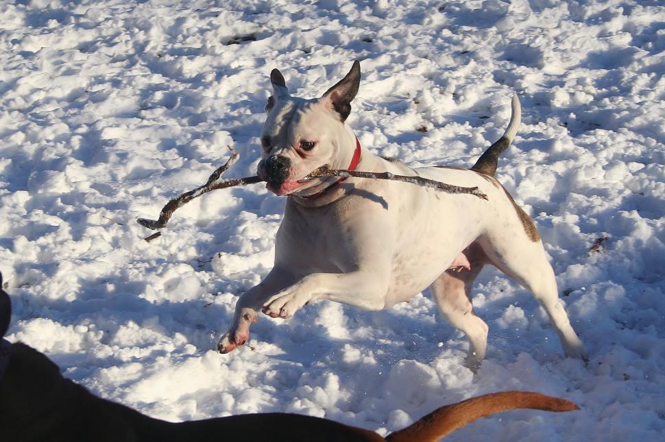 Free Image of Two Dogs Playing in the Snow With a Stick 