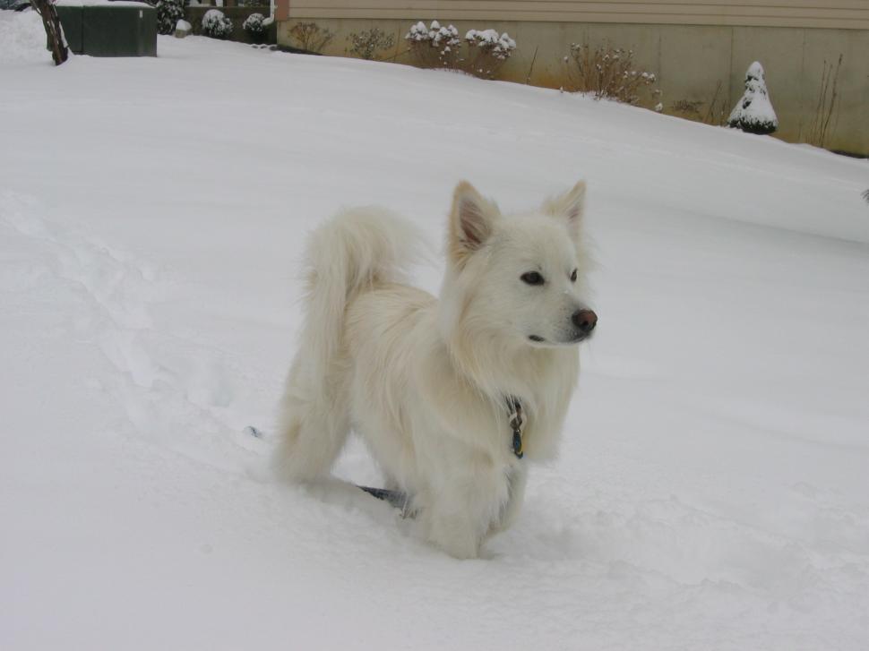 Free Image of White Dog Running in Snow 