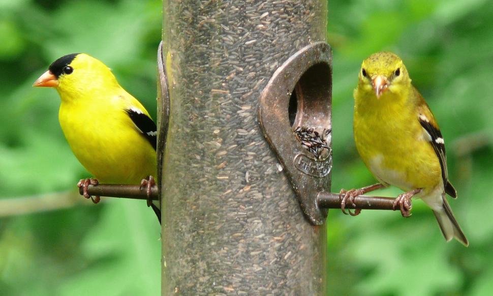 Free Image of Two Yellow Birds Perched on Bird Feeder 