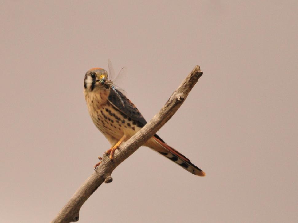 Free Image of Bird Perched on Branch Against Sky Background 
