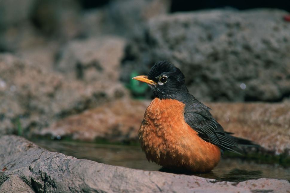 Free Image of Small Bird Standing in Pool of Water 