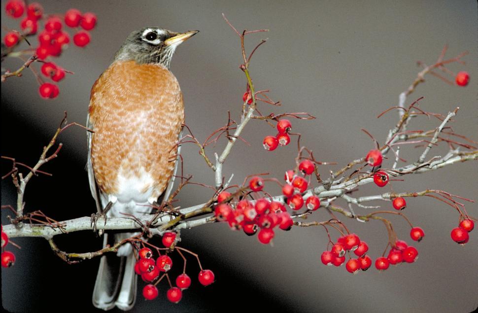 Free Image of Bird Sitting on Branch With Berries 