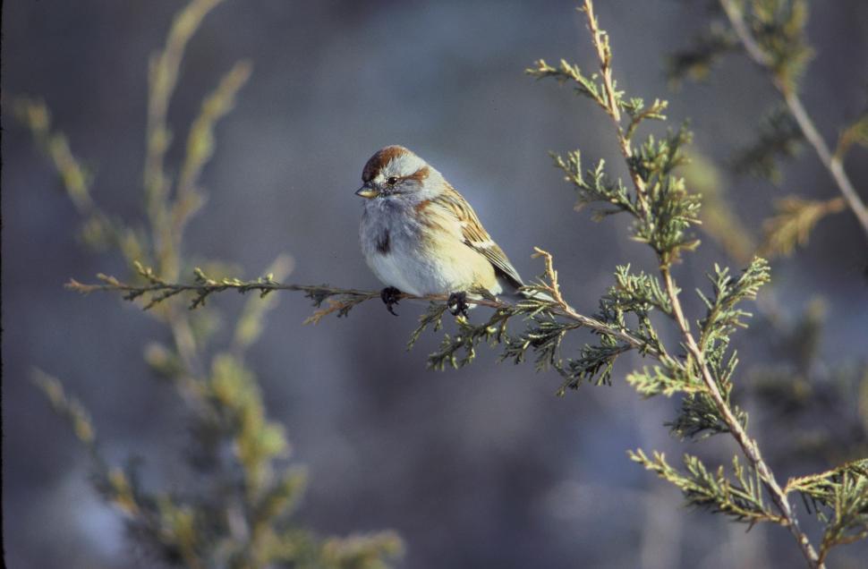 Free Image of Small Bird Perched on Top of Tree Branch 
