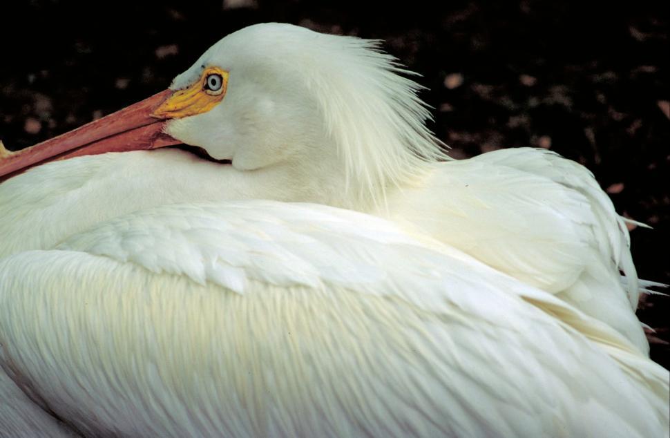 Free Image of Large White Bird With Long Beak 