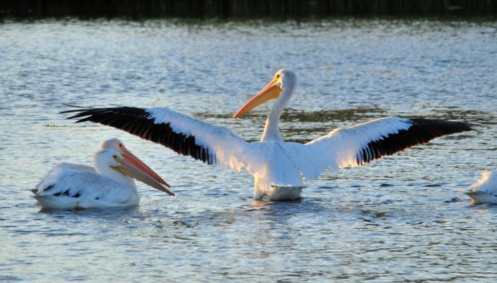 Free Image of Group of Pelicans Swimming in Water 