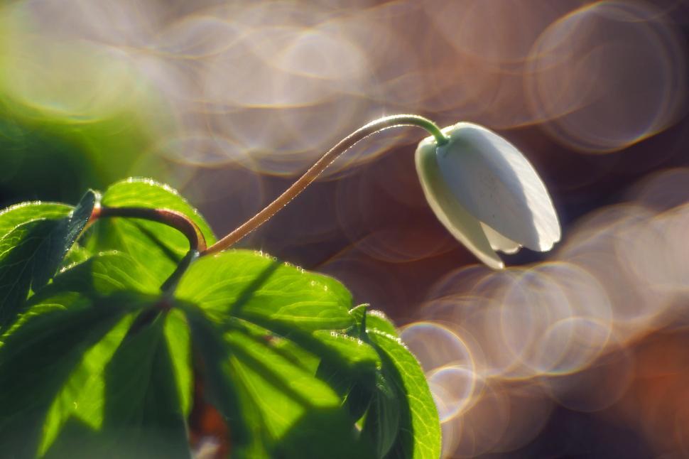 Free Image of plant green leaf drop bright growth light spring 