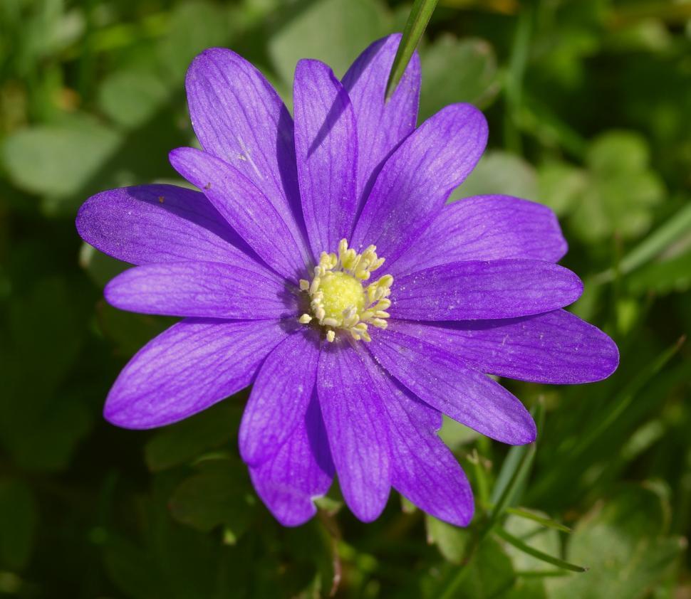Free Image of Close-Up of a Purple Flower With Green Leaves 