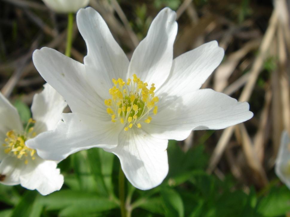 Free Image of Close Up of a White Flower With Yellow Stamen 