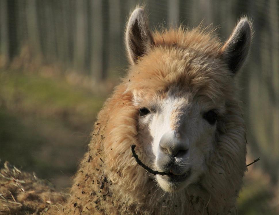 Free Image of Close Up of a Llama Grazing in a Field 