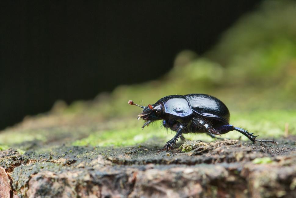 Free Image of Close Up of a Beetle on the Ground 