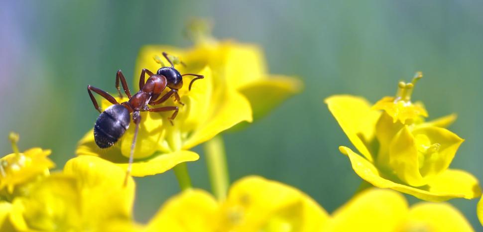 Free Image of Bee Feeding on Yellow Flower 