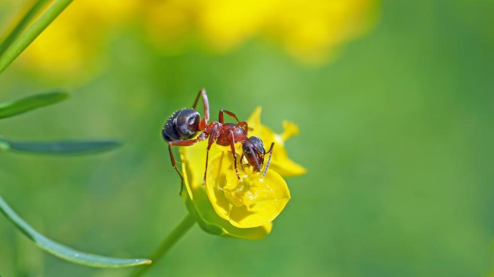 Free Image of Small Insect Feeding on Flower Petals 