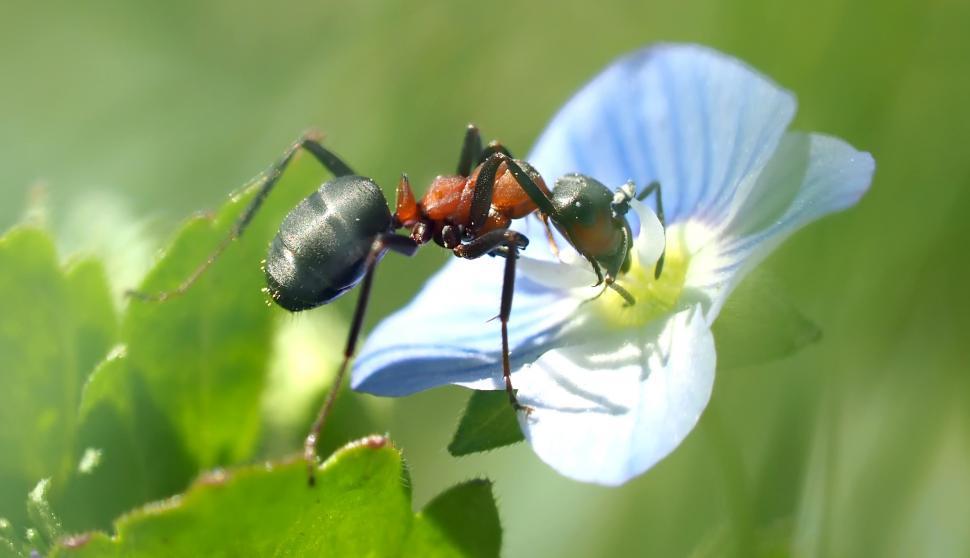 Free Image of Two Ants Standing on Top of a Blue Flower 