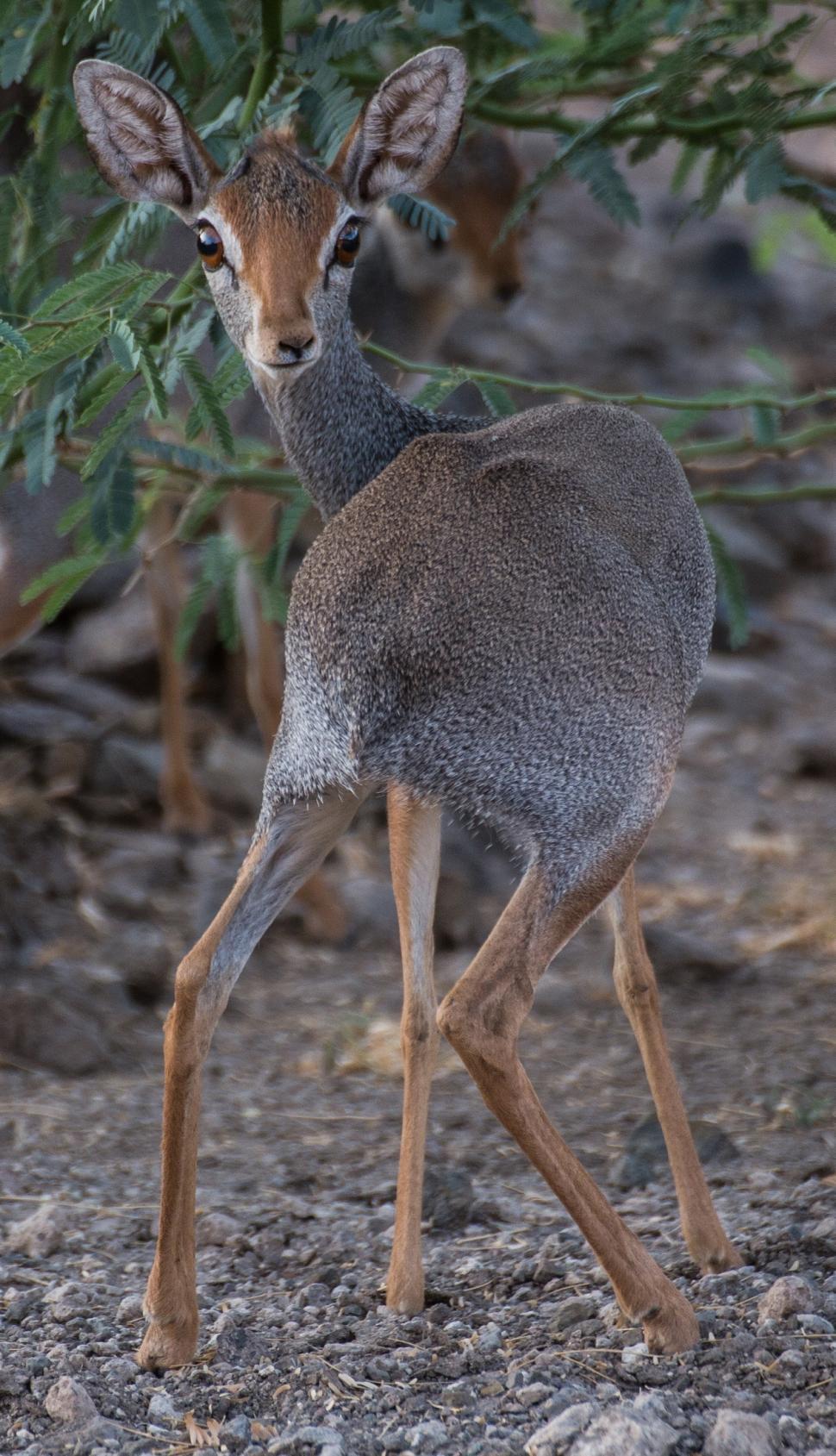 Free Image of Small Deer Standing Next to Tree 